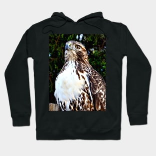 Adult Red Tailed Hawk Hoodie